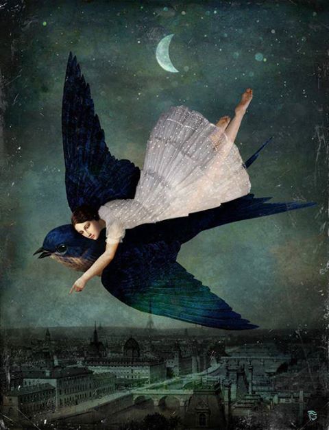 bird flight